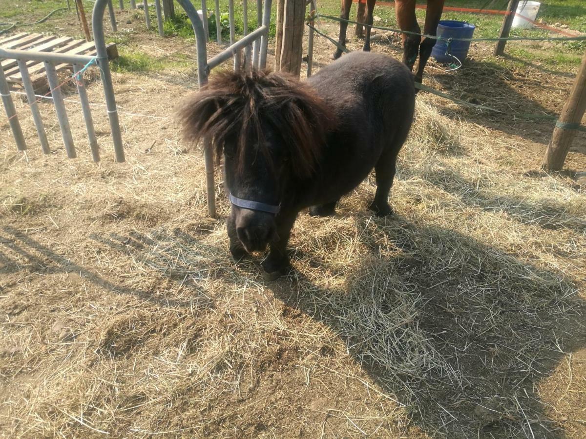 Готель The Horse Pogno Екстер'єр фото